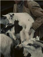 奥尔高索洛的牧羊人在线观看