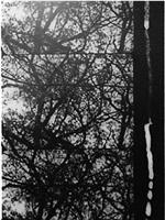 3/60: Bäume im Herbst在线观看