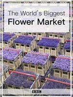 世界上最大的鲜花市场在线观看