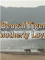 孟加拉虎的母爱