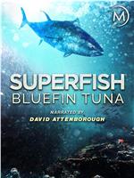 超级鱼类：蓝鳍金枪鱼