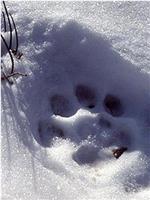 自然：寻找雪豹之旅在线观看