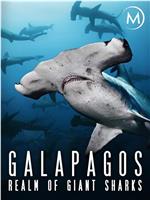 加拉帕戈斯群岛：巨大鲨鱼王国在线观看