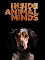 Inside Animal Minds: Dogs & Super Senses