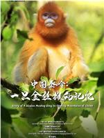 中国秦岭：一只金丝猴的记忆