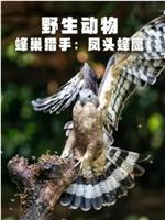 野生动物：蜂巢猎手 - 凤头蜂鹰