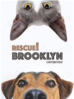 Rescue! Brooklyn在线观看