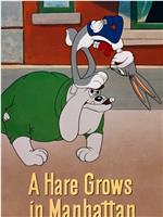 A Hare Grows in Manhattan在线观看