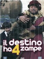 Il destino ha 4 zampe