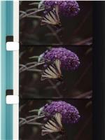 Bouquets 31-40